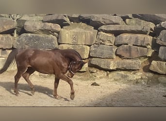 Westfalisk häst, Valack, 3 år, 160 cm, Fux