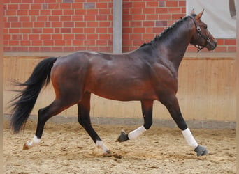 Westfalisk häst, Valack, 3 år, 163 cm, Mörkbrun