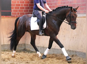 Westfalisk häst, Valack, 3 år, 163 cm, Mörkbrun