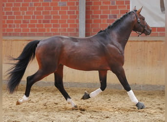 Westfalisk häst, Valack, 3 år, 163 cm