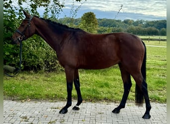 Westfalisk häst, Valack, 3 år, 164 cm, Brun