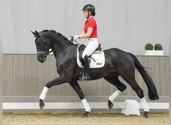 Westfalisk häst, Valack, 3 år, 164 cm, Svart