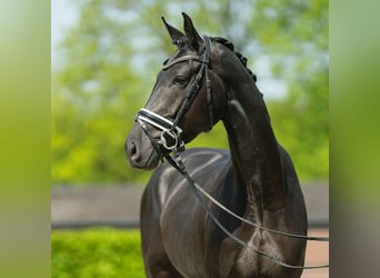 Westfalisk häst, Valack, 3 år, 164 cm, Svart