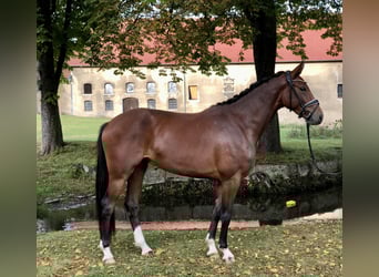 Westfalisk häst, Valack, 3 år, 165 cm, Brun
