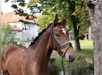 Westfalisk häst, Valack, 3 år, 165 cm, Brun