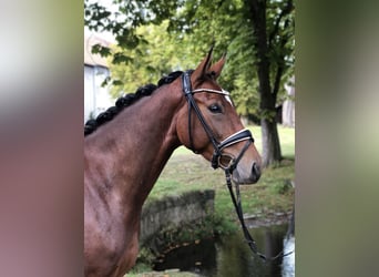 Westfalisk häst, Valack, 3 år, 165 cm, Brun