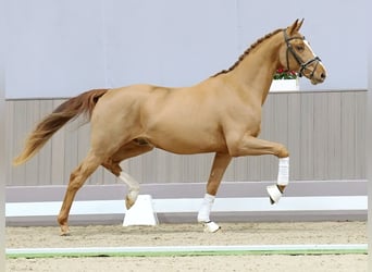 Westfalisk häst, Valack, 3 år, 165 cm, Fux