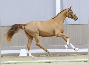 Westfalisk häst, Valack, 3 år, 165 cm, Fux
