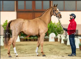 Westfalisk häst, Valack, 3 år, 165 cm, fux