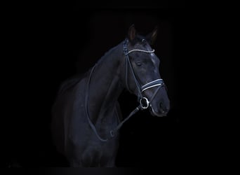 Westfalisk häst, Valack, 3 år, 165 cm, Kan vara vit