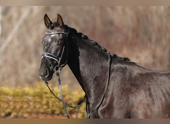 Westfalisk häst, Valack, 3 år, 165 cm, Kan vara vit