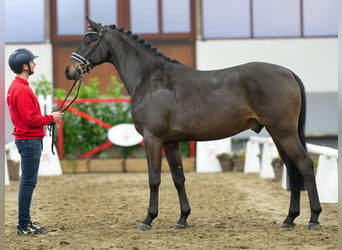 Westfalisk häst, Valack, 3 år, 165 cm, Mörkbrun