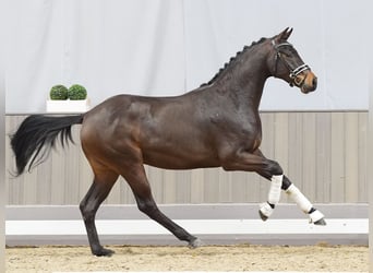Westfalisk häst, Valack, 3 år, 165 cm, Mörkbrun