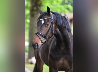 Westfalisk häst, Valack, 3 år, 165 cm, Rökfärgad svart