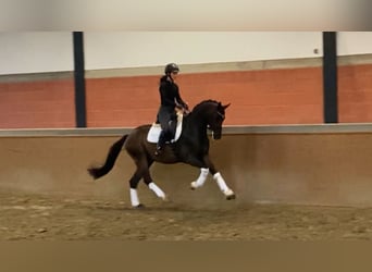 Westfalisk häst, Valack, 3 år, 165 cm, Rökfärgad svart