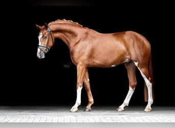 Westfalisk häst, Valack, 3 år, 166 cm, fux