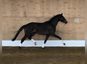 Westfalisk häst, Valack, 3 år, 166 cm, Mörkbrun