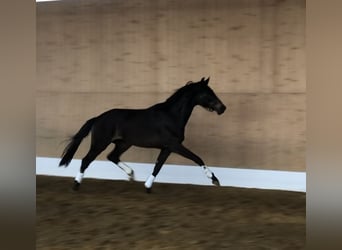 Westfalisk häst, Valack, 3 år, 166 cm, Mörkbrun