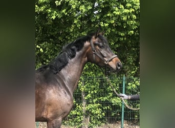 Westfalisk häst, Valack, 3 år, 167 cm, Brun