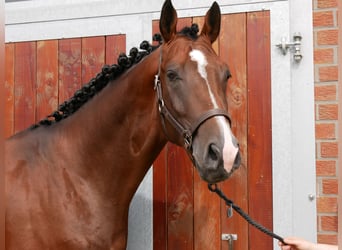 Westfalisk häst, Valack, 3 år, 167 cm