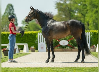 Westfalisk häst, Valack, 3 år, 167 cm, Rökfärgad svart