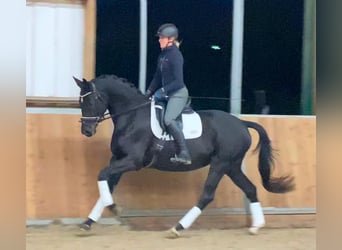 Westfalisk häst, Valack, 3 år, 167 cm, Svart