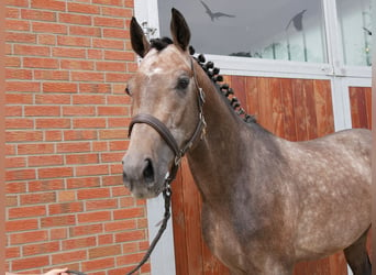 Westfalisk häst, Valack, 3 år, 168 cm