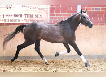 Westfalisk häst, Valack, 3 år, 168 cm