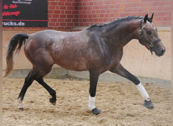 Westfalisk häst, Valack, 3 år, 168 cm