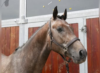 Westfalisk häst, Valack, 3 år, 168 cm