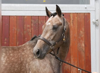 Westfalisk häst, Valack, 3 år, 168 cm