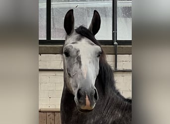 Westfalisk häst, Valack, 3 år, 168 cm, Grå