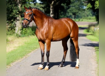 Westfalisk häst, Valack, 3 år, 168 cm, Svart