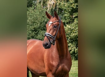 Westfalisk häst, Valack, 3 år, 170 cm, Brun