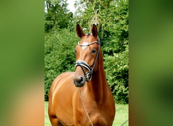 Westfalisk häst, Valack, 3 år, 170 cm, Brun