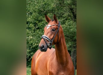 Westfalisk häst, Valack, 3 år, 170 cm, Brun
