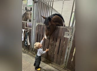 Westfalisk häst, Valack, 3 år, 170 cm, Brun