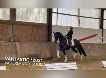 Westfalisk häst, Valack, 3 år, 170 cm, Svart