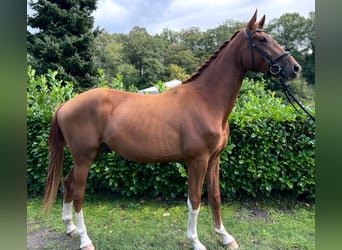 Westfalisk häst, Valack, 3 år, 174 cm, fux