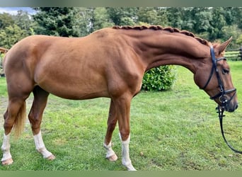Westfalisk häst, Valack, 3 år, 174 cm, fux