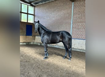 Westfalisk häst, Valack, 3 år