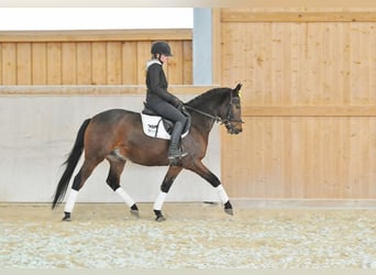 Westfalisk häst, Valack, 4 år, 149 cm, Mörkbrun