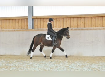 Westfalisk häst, Valack, 4 år, 149 cm, Mörkbrun