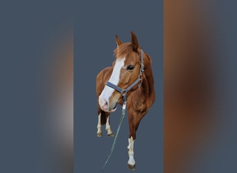 Westfalisk häst, Valack, 4 år, 160 cm, fux