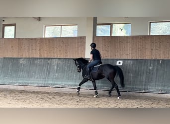 Westfalisk häst, Valack, 4 år, 160 cm, Rökfärgad svart