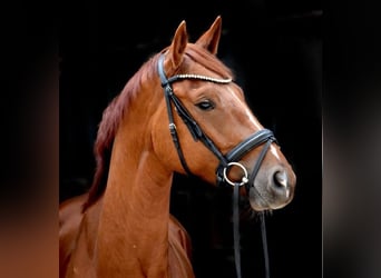 Westfalisk häst, Valack, 4 år, 162 cm, fux