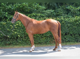 Westfalisk häst, Valack, 4 år, 162 cm, fux