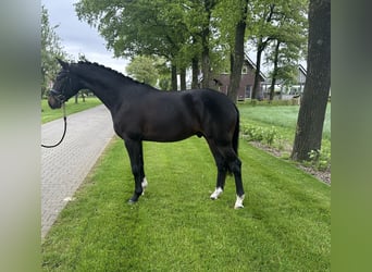 Westfalisk häst, Valack, 4 år, 162 cm, Mörkbrun