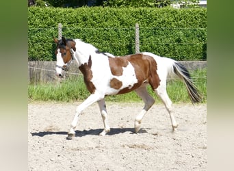 Westfale, Wallach, 4 Jahre, 162 cm, Schecke