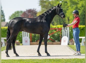 Westfalisk häst, Valack, 4 år, 162 cm, Rökfärgad svart